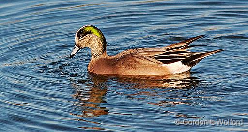 American Wigeon_20078.jpg - American Wigeon (Anas americana) photographed at the Reifel Bird Sanctuary near Ladner, British Columbia, Canada.